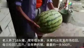 最近的吃瓜视频哪里看的,最新热门事件一网打尽