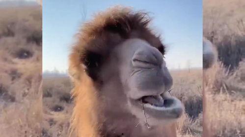 骆驼吃不吃土瓜呢视频,揭秘它们对土瓜的喜爱之谜