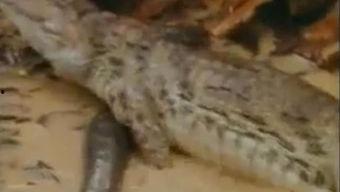 鳄鱼吃瓜视频大全播放,鳄鱼吃瓜视频大全，惊悚瞬间大盘点