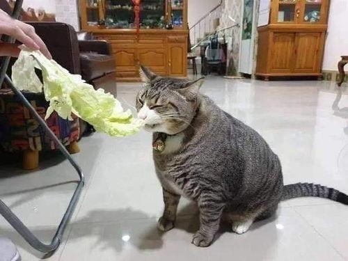 土瓜能给猫吃吗视频讲解,营养与注意事项揭秘