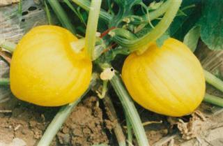 瓜栗怎么吃最好吃视频教程,视频教程教你轻松享美食