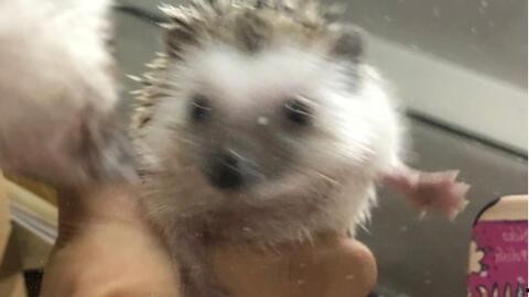 刺猬吃瓜的视频大全播放,萌宠美食瞬间，萌态百出