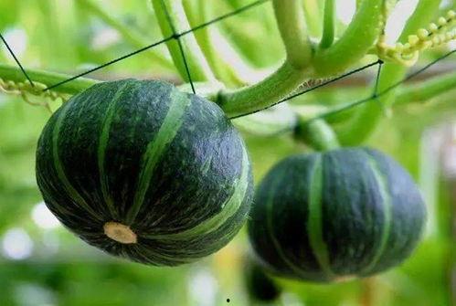 常熟最近吃瓜新闻视频,揭秘网络热议事件背后的真相