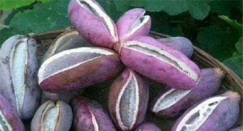 老人吃八月瓜视频大全,老人们共享的甜蜜回忆