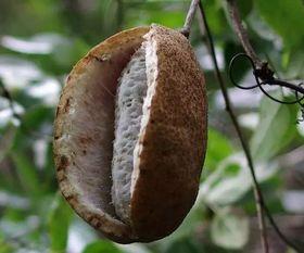 八月瓜幼犬可以吃吗视频,安全与营养并重