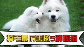 法斗犬可以吃蜜瓜吗视频